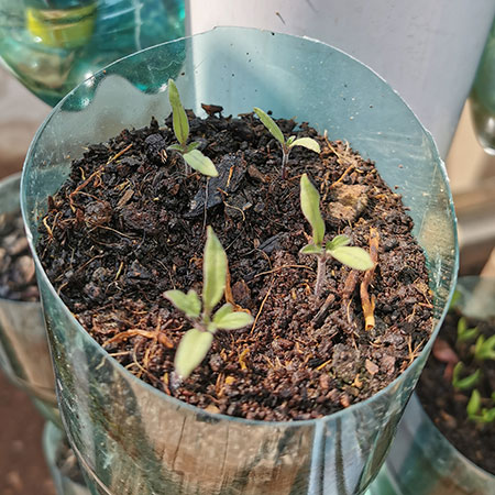 Self-watering containers in vertical garden