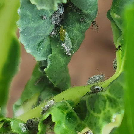 control pests home vegetable garden