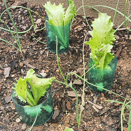 plastic bottle collars to protect lettuce seedlings