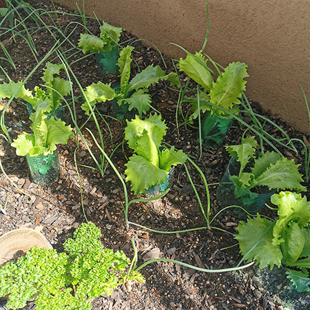 plastic bottle collars to protect lettuce seedlings