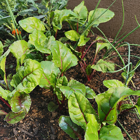 grow beetroot in home vegetable garden