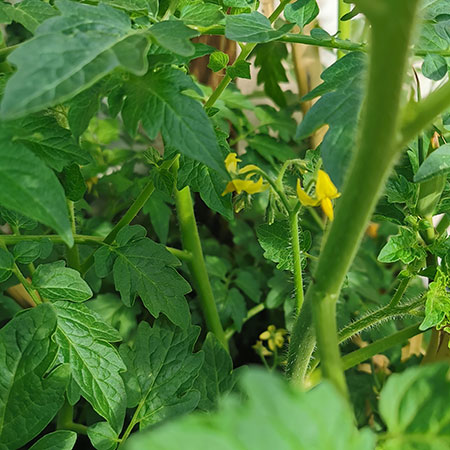 how to growt tomatoes at home