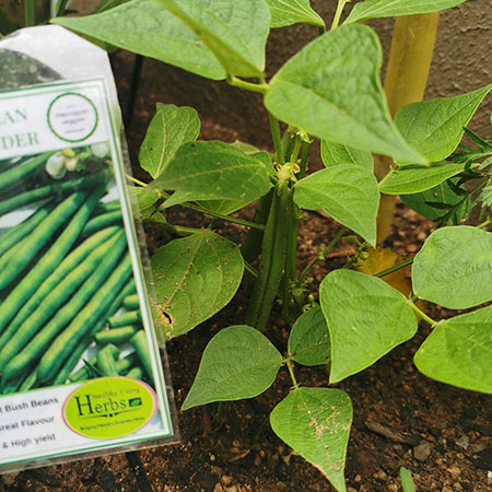how to grow green beans