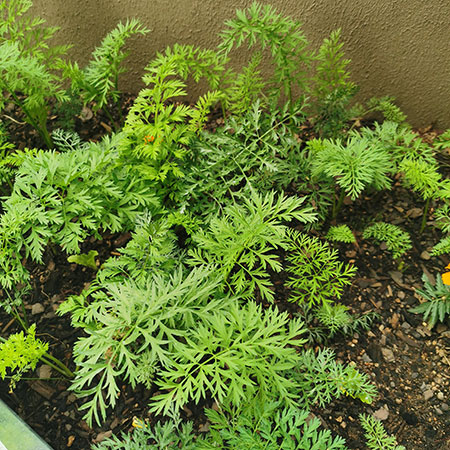 how to grow carrots at hom