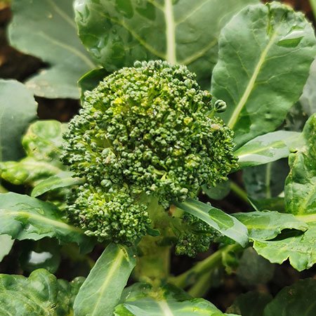 grow broccoli in vegetable garden