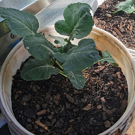 how to grow brussel sprouts home vegetable garden