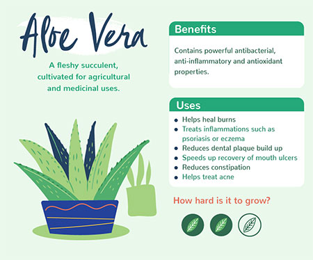 Plants That Offer Health Benefits