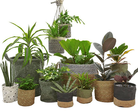 Caring for your Houseplants and Indoor Plants