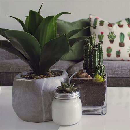 Bring in succulent plants