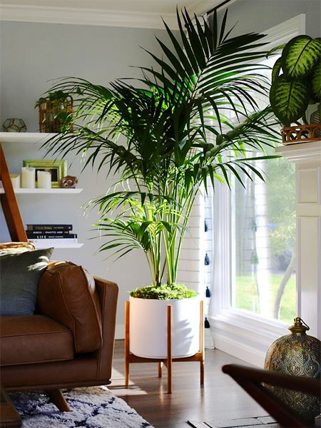 bring plants into living spaces