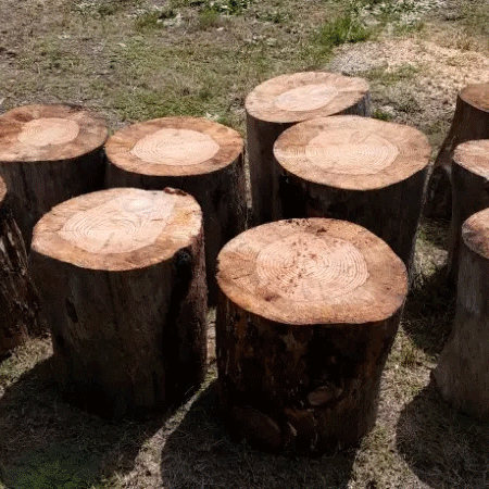 where to buy tree stump slices