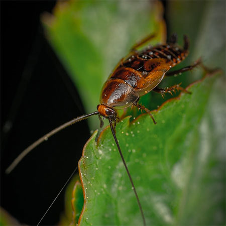 4 Pest Control Methods That You Should Know