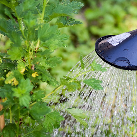 water garden in the morning