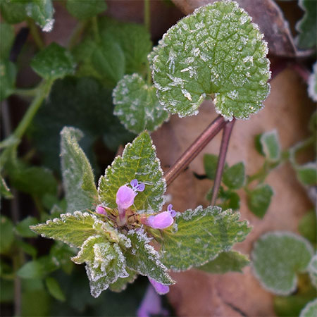 protect plants from frost
