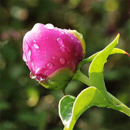 water gardens early evening