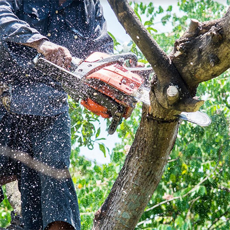 4 Basic Rules Of Tree Trimming
