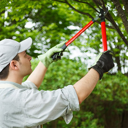 4 Basic Rules Of Tree Trimming