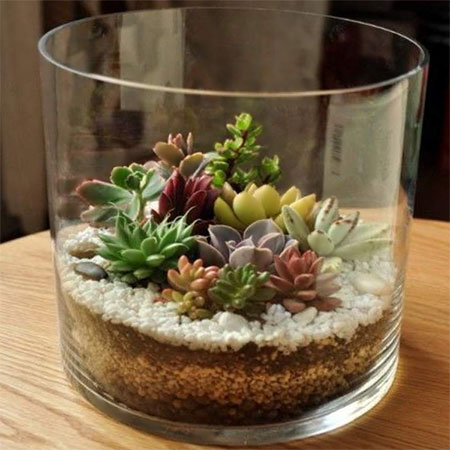 Tips For Growing Succulents Indoors