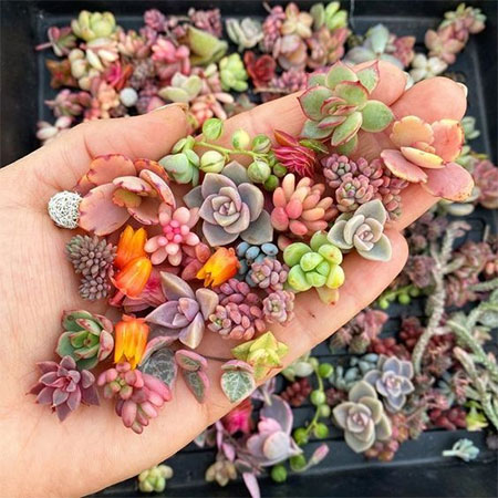 grow succulents indoors