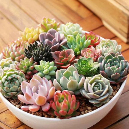 tips for growing succulents indoors