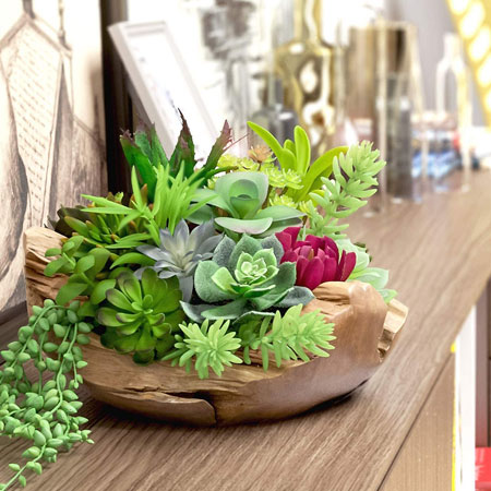 succulents need bright sunlight