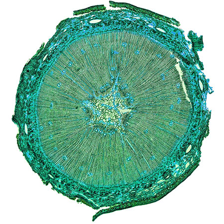 microscoping cells in wood