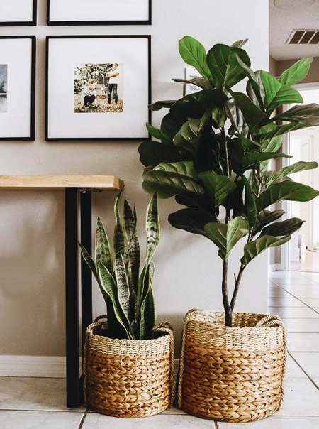 what plants for dark entrance