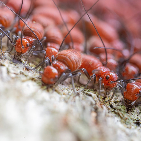 The six things that attract termites to your house