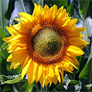 grow sunflowers in the garden