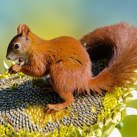 Why you Should Consider Growing Sunflowers in your Garden