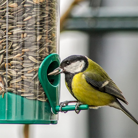 Why you Should Consider Growing Sunflowers in your Garden