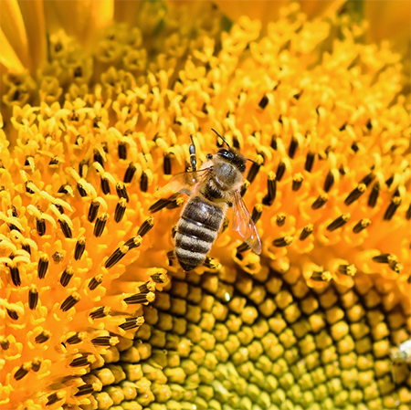 Why you Should Consider Growing Sunflowers in your Garden