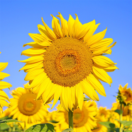 Why you Should Consider Growing Sunflowers in your Garden