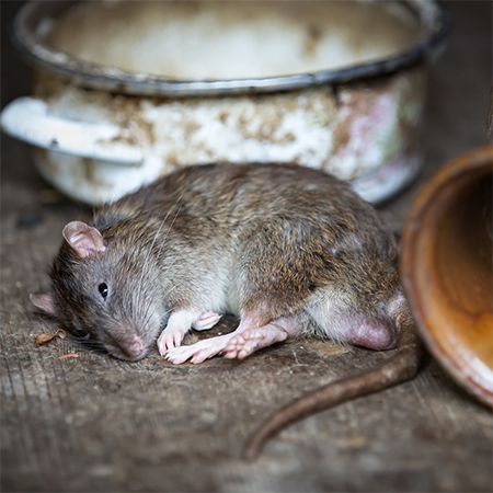 Dealing with Pests when you have Pets