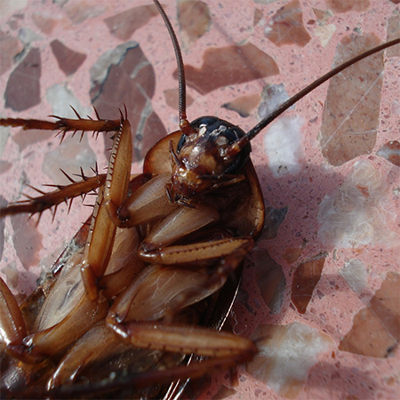 Dealing with Pests when you have Pets