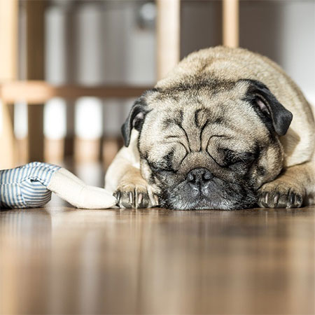concrete floors are warm for pets