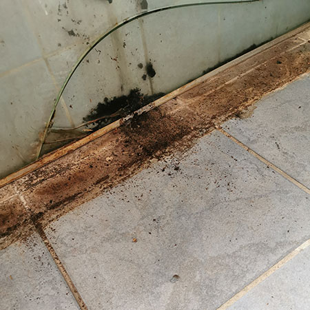Dealing with Black Mould in the Bathroom