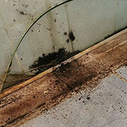 how to get rid of black mould