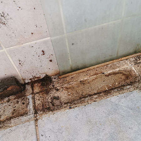 Dealing with Black Mould in the Bathroom