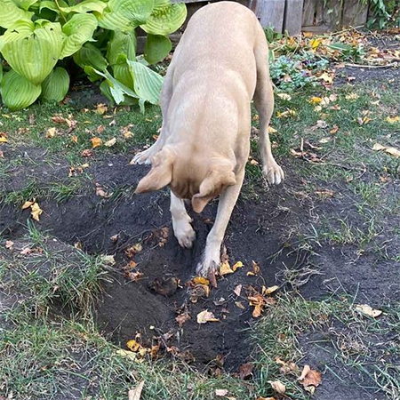 repair holes dug by dogs
