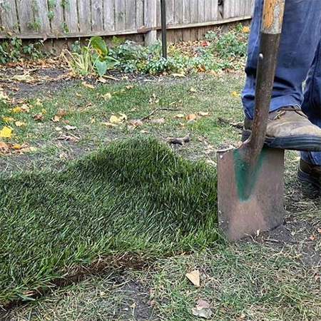 Don't Let Pets Destroy Your Lawn