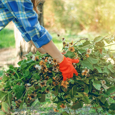 Home Landscaping 101