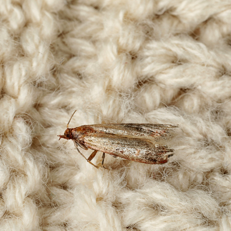Dealing With Clothes Moths