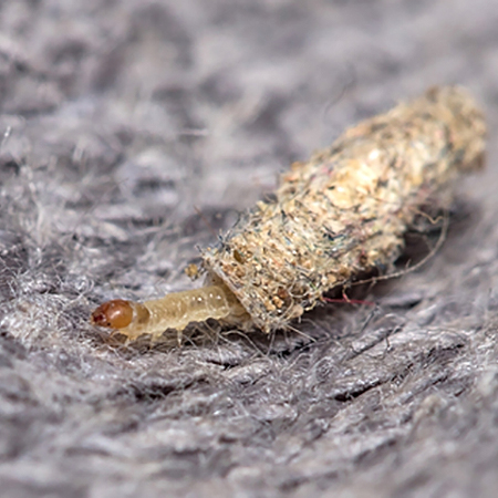 clothes moths eat your clothes