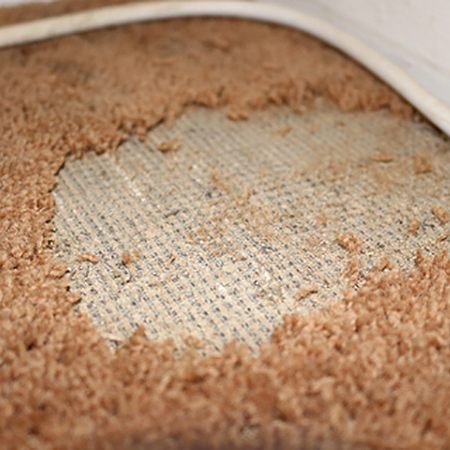 carpet eaten by clothes moth