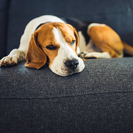 clean pet hairs from sofa