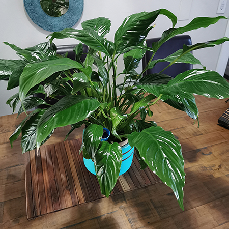 Give Your Plants Shiny Leaves