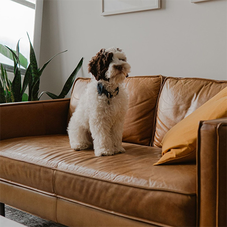 homeowners put their pets’ needs first