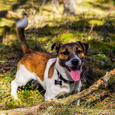 homeowners put their pets’ needs first