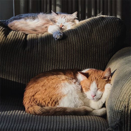 Pet owners will therefore do their best to meet the needs of their four-legged friends